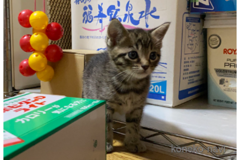成約済の千葉県のマンチカン-87589の14枚目